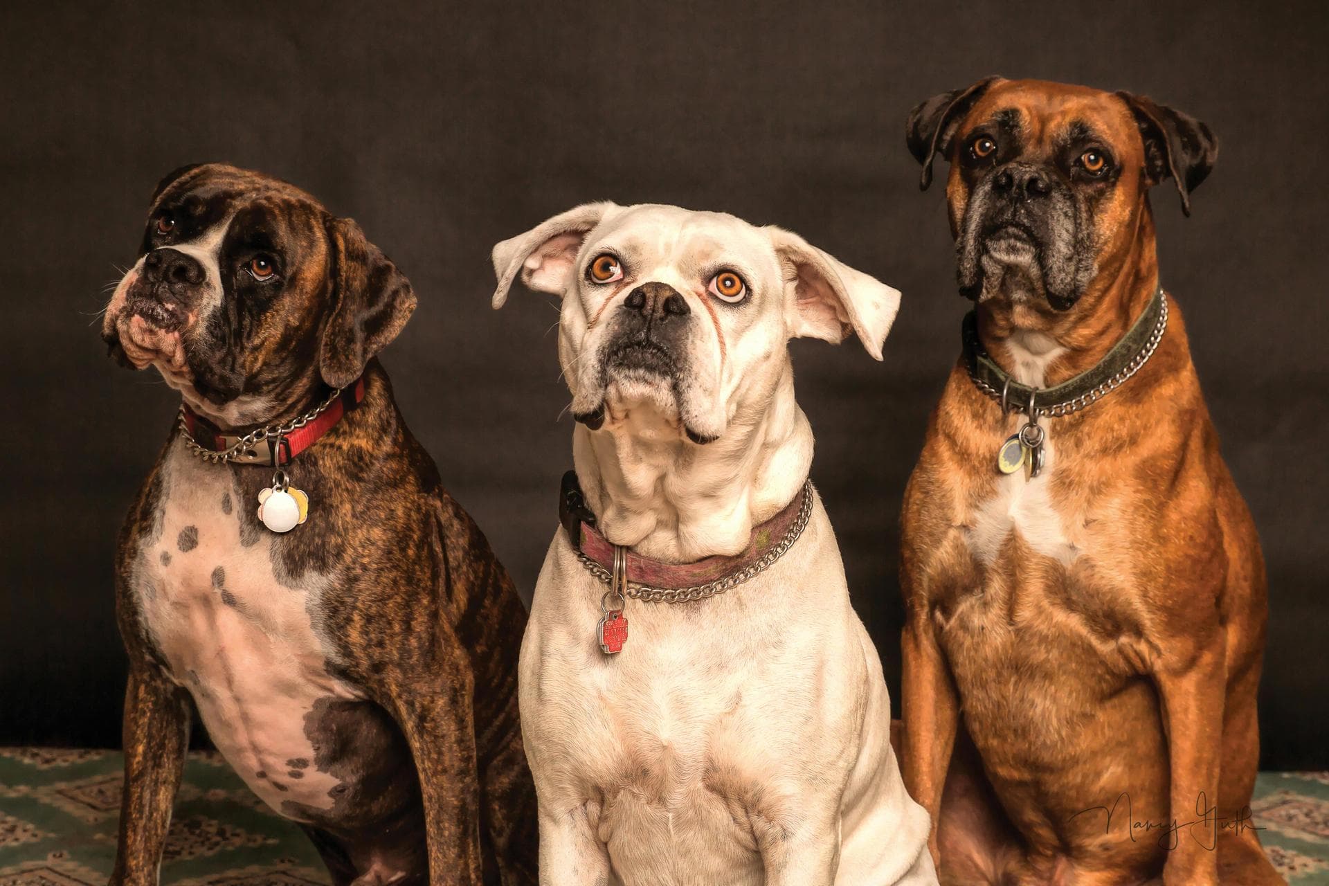 Best Vets in Hounslow